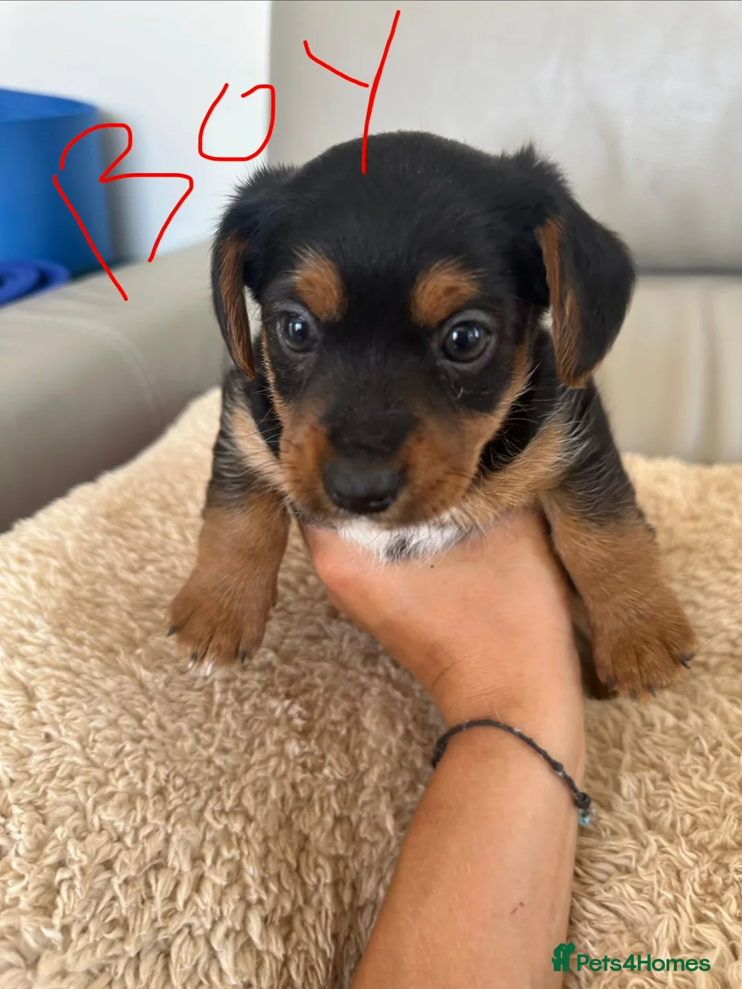 Mixed Breed dogs for sale: Dachshund puppies  - Advert 18
