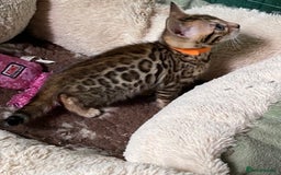 Bengal cats for sale: Health Tested TICA 🩷Bengal female kittens  - Image 11