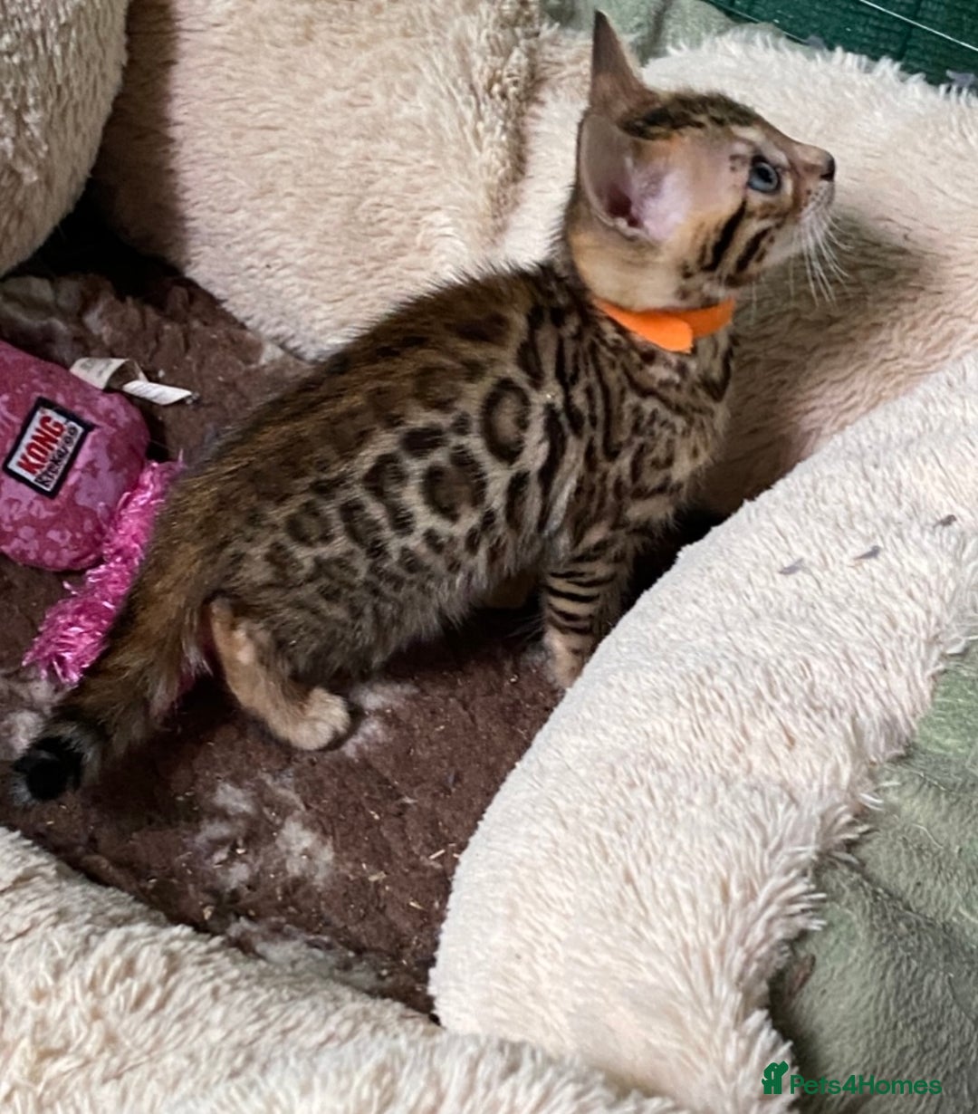 Bengal cats for sale: Health Tested TICA 🩷Bengal female kittens  - Image 11