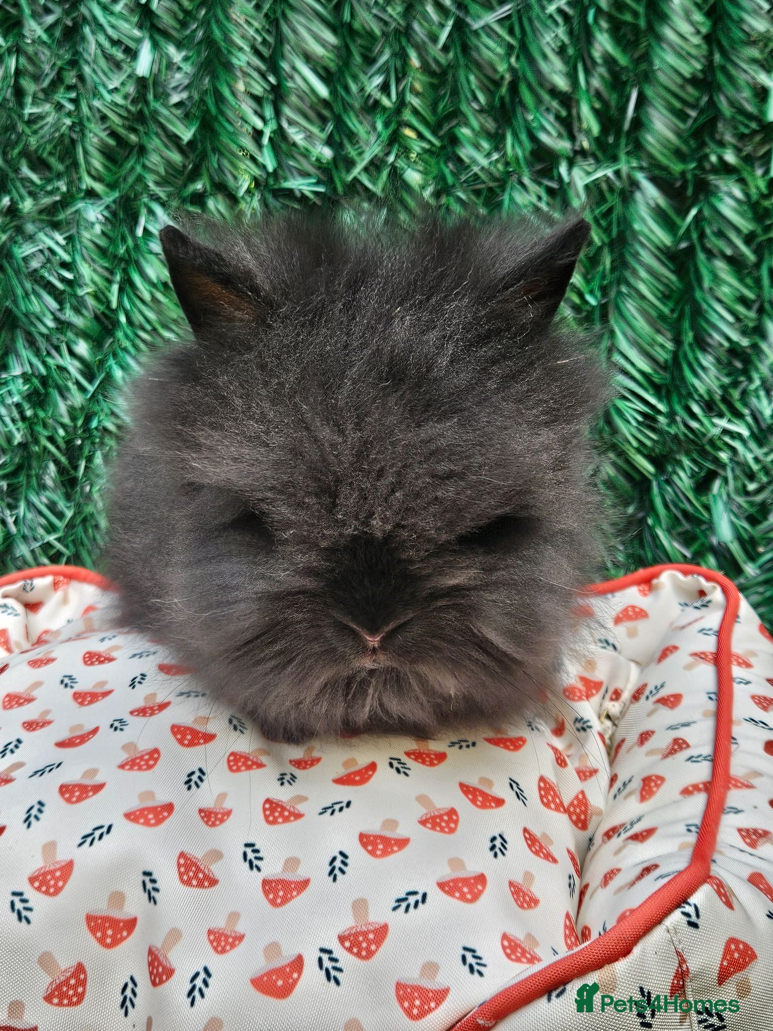 Lionhead rabbits 1 baby lionheads  - Advert 12