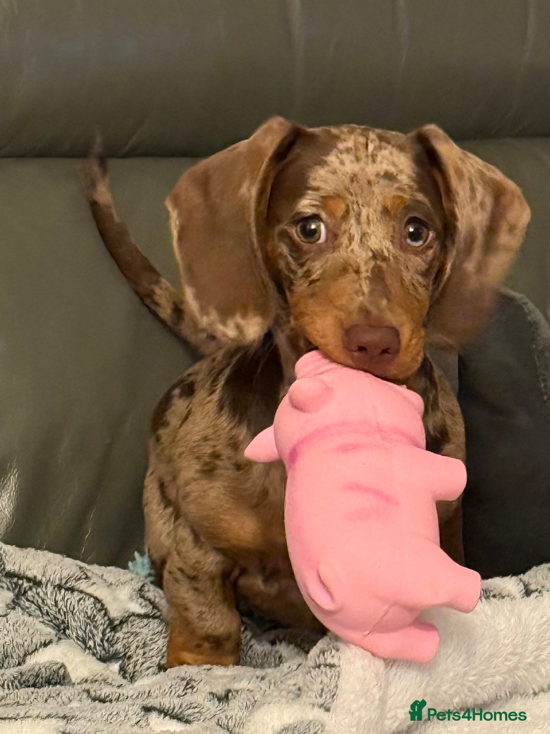 Dachshund dogs for sale: Dapple Dachshund - Brown/blue eyes  - Advert 4