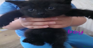 Mixed Breed cats - Advert 9