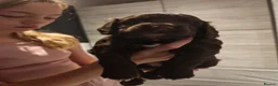 Cocker Spaniel dogs for sale: Chocolate Cocker spaniel pups in Castleford - Advert 3
