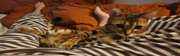Bengal cats for sale: A very special home wanted for Astrid in Salford - Advert 11