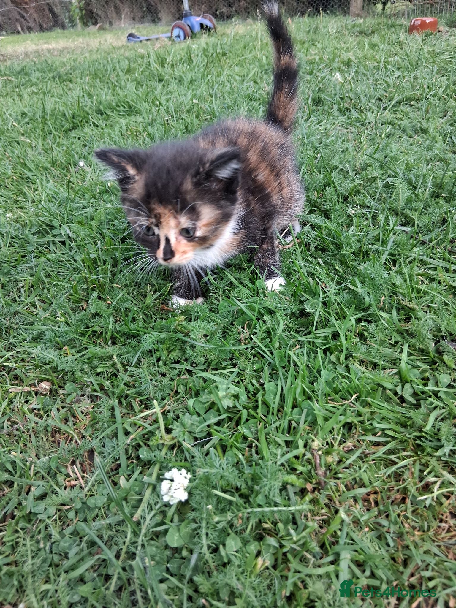 Mixed Breed cats Beautiful kittens or sale - Advert 10