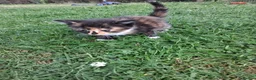Mixed Breed cats for sale: Beautiful kittens or sale - Advert 1