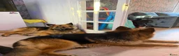 German Shepherd dogs for sale: 2 German Shepherd Brothers - Advert 7