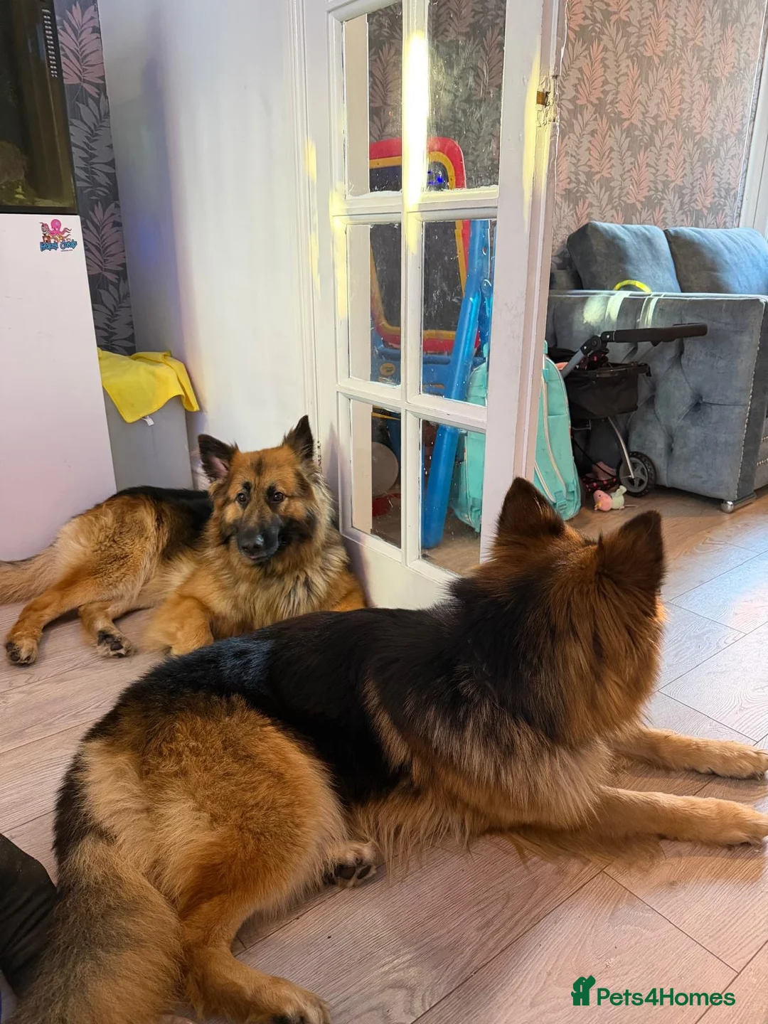 German Shepherd dogs for sale: 2 German Shepherd Brothers - Advert 7