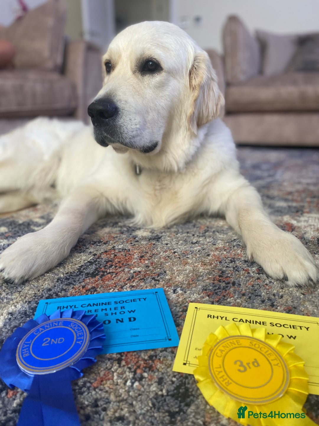 Golden Retriever dogs for stud: ORLAGOLD MAJOR TOM (Ziggy) - Advert 14