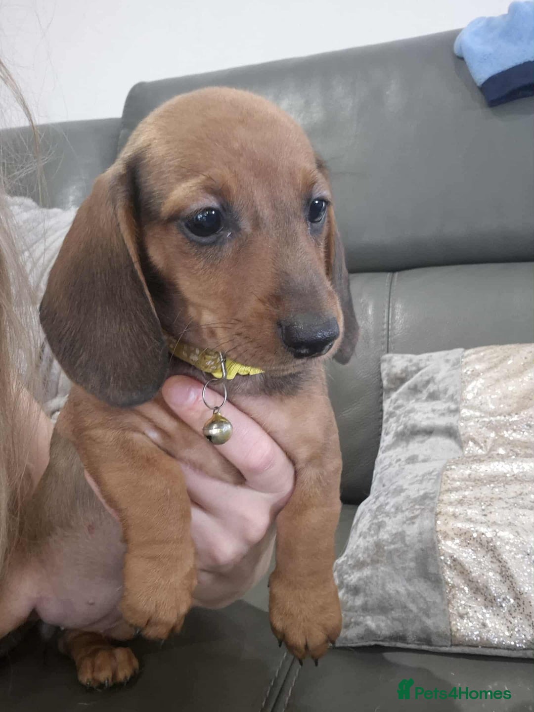 Miniature Dachshund dogs for sale: Kc miniature dachshund full vacs ready now - Advert 8