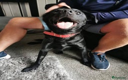 Labrador Retriever dogs for adoption: Meet Bonnie – In Ayr Looking for a home <3  - Image 4