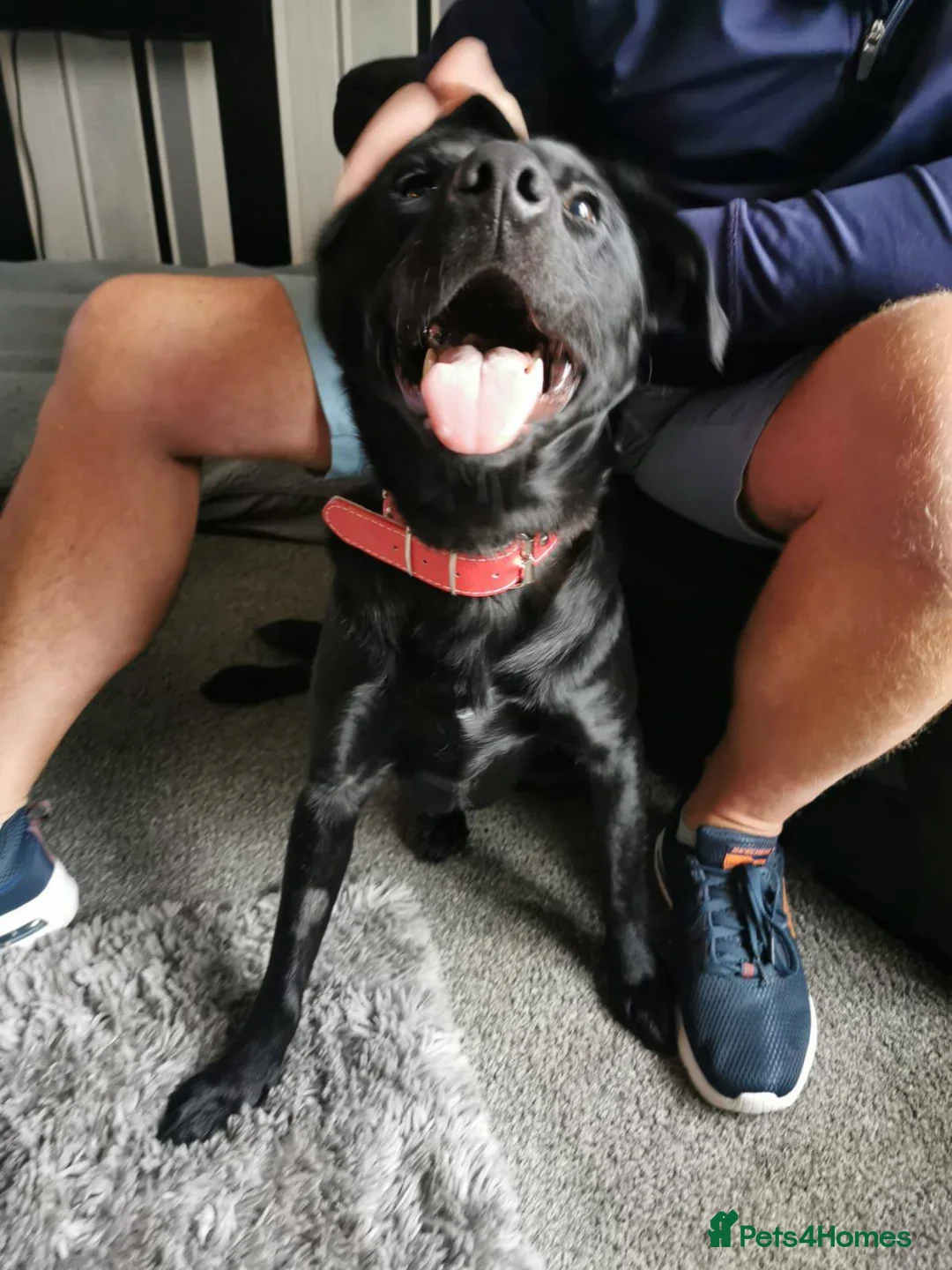 Labrador Retriever dogs for adoption: Meet Bonnie – In Ayr Looking for a home <3  - Advert 4
