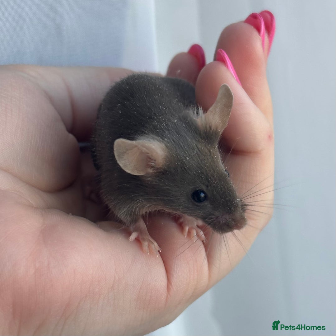 Mouse rodents for sale: Female Mice !!!Only 2 Left!!! - Advert 3