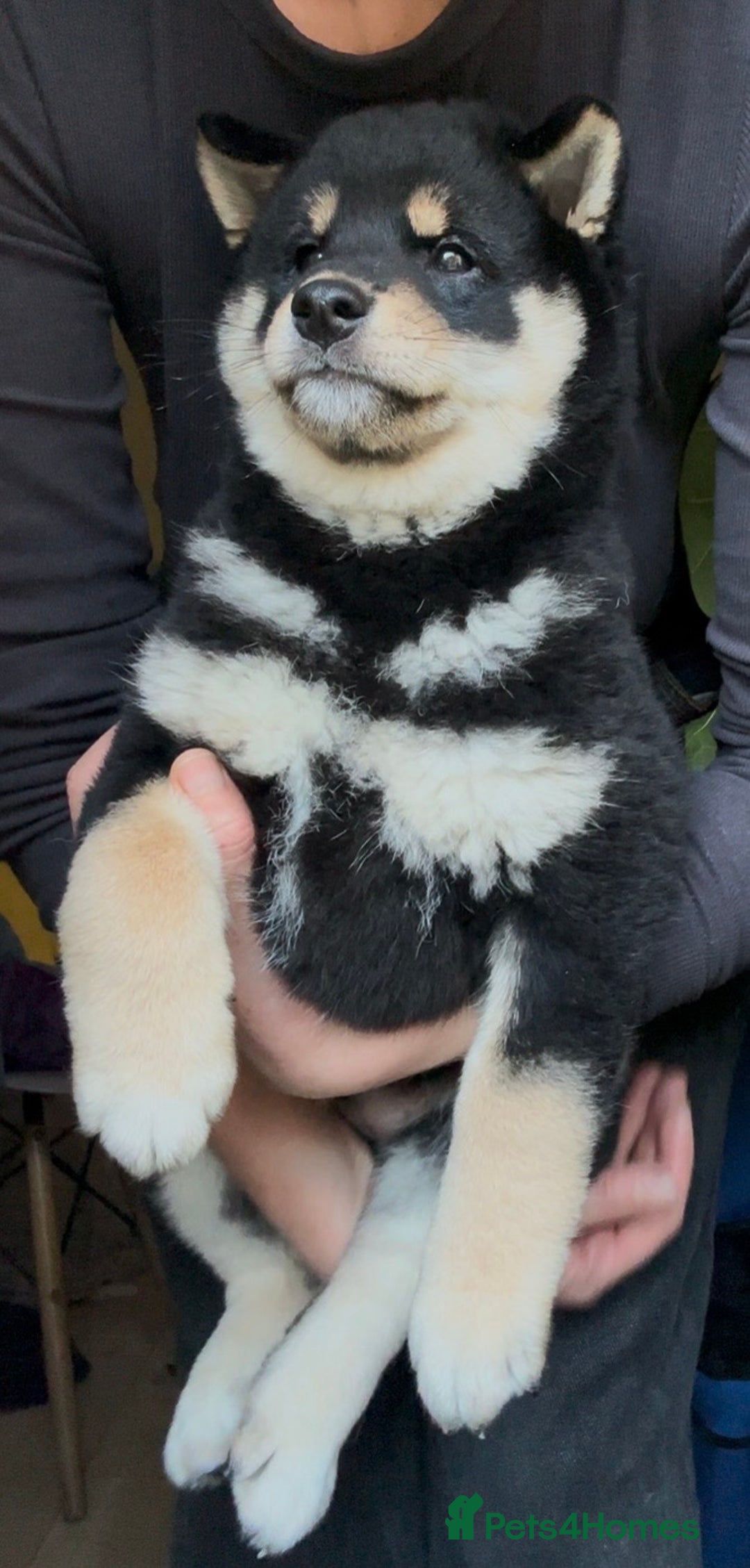 Japanese Shiba Inu dogs for sale: 10 weeks old KC Black/Tan Boy 💖 - Advert 5