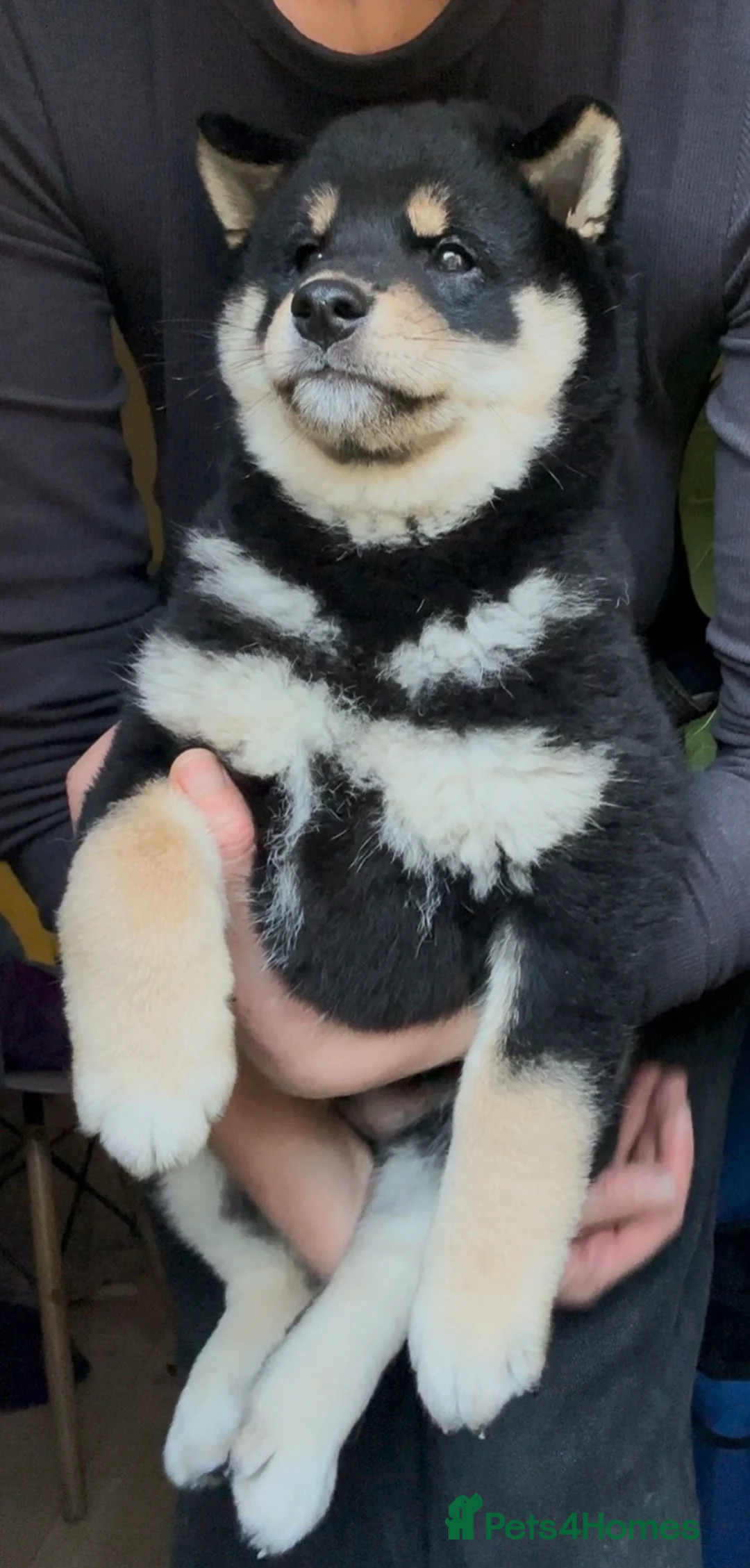 Japanese Shiba Inu dogs for sale: 10 weeks old KC Black/Tan Boy 💖 - Advert 11