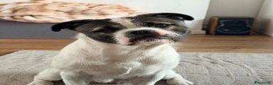 Mixed Breed 1