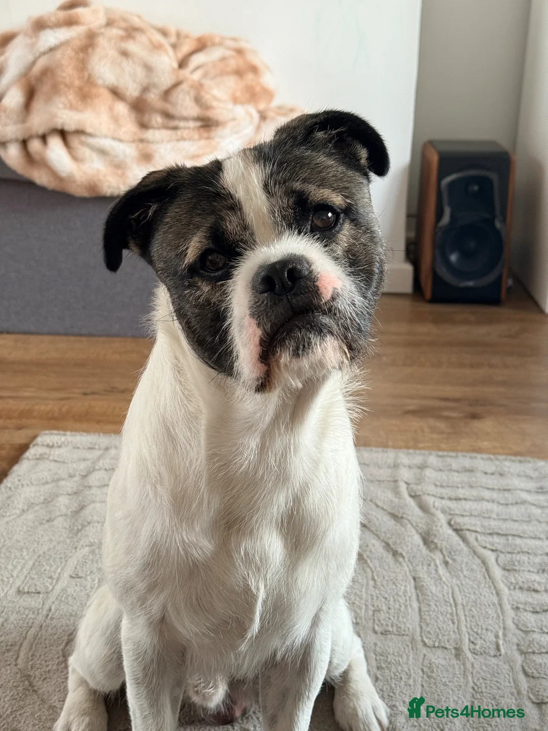Mixed Breed dogs for sale: Max is looking for his forever home  - Advert 1