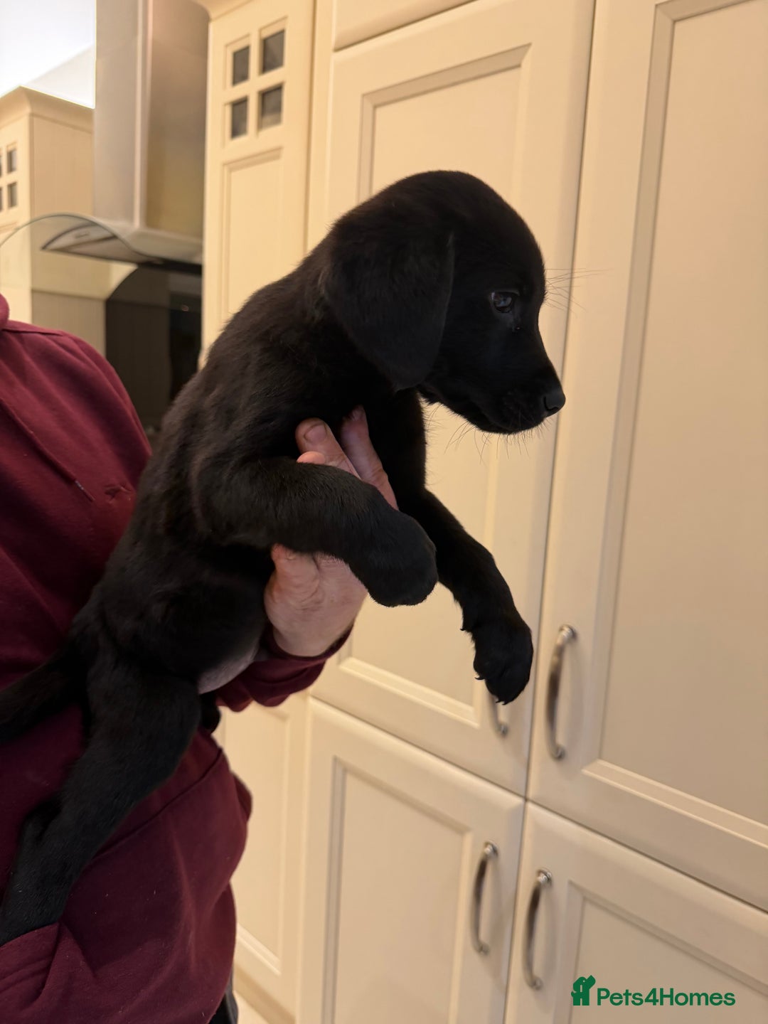 Labrador Retriever dogs for sale: Labrador Pups  - Advert 4