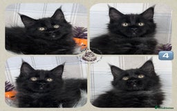 Maine Coon cats for sale: TICA registered adorable Maine coon kittens - Image 5