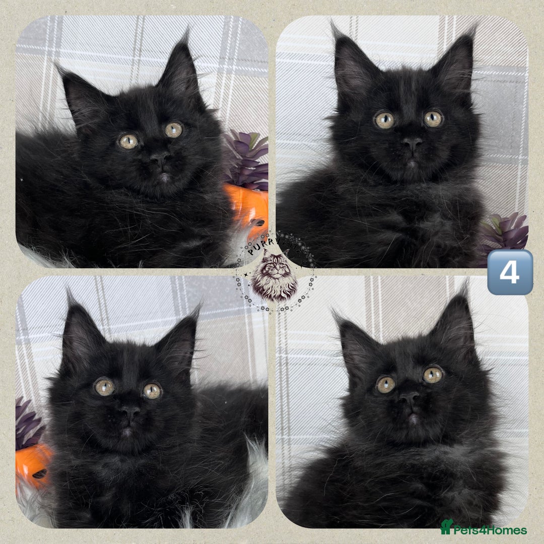 Maine Coon cats for sale: TICA registered adorable Maine coon kittens - Image 5