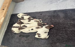 English Springer Spaniel dogs for sale: Springer spaniel puppies - Image 4