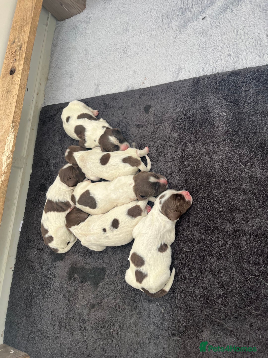 English Springer Spaniel dogs for sale: Springer spaniel puppies - Image 4