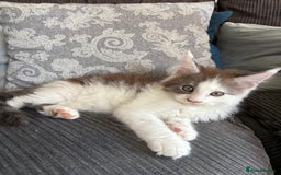 Maine Coon cats for sale: Last 2 Beautiful mc boys ready now  - Image 6