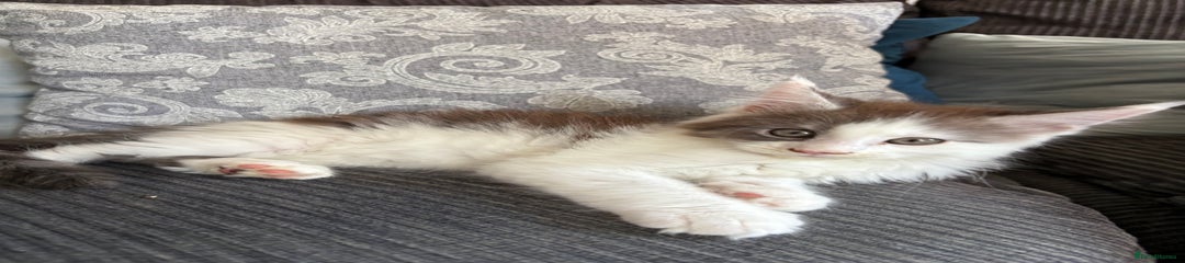 Maine Coon Kitten 3