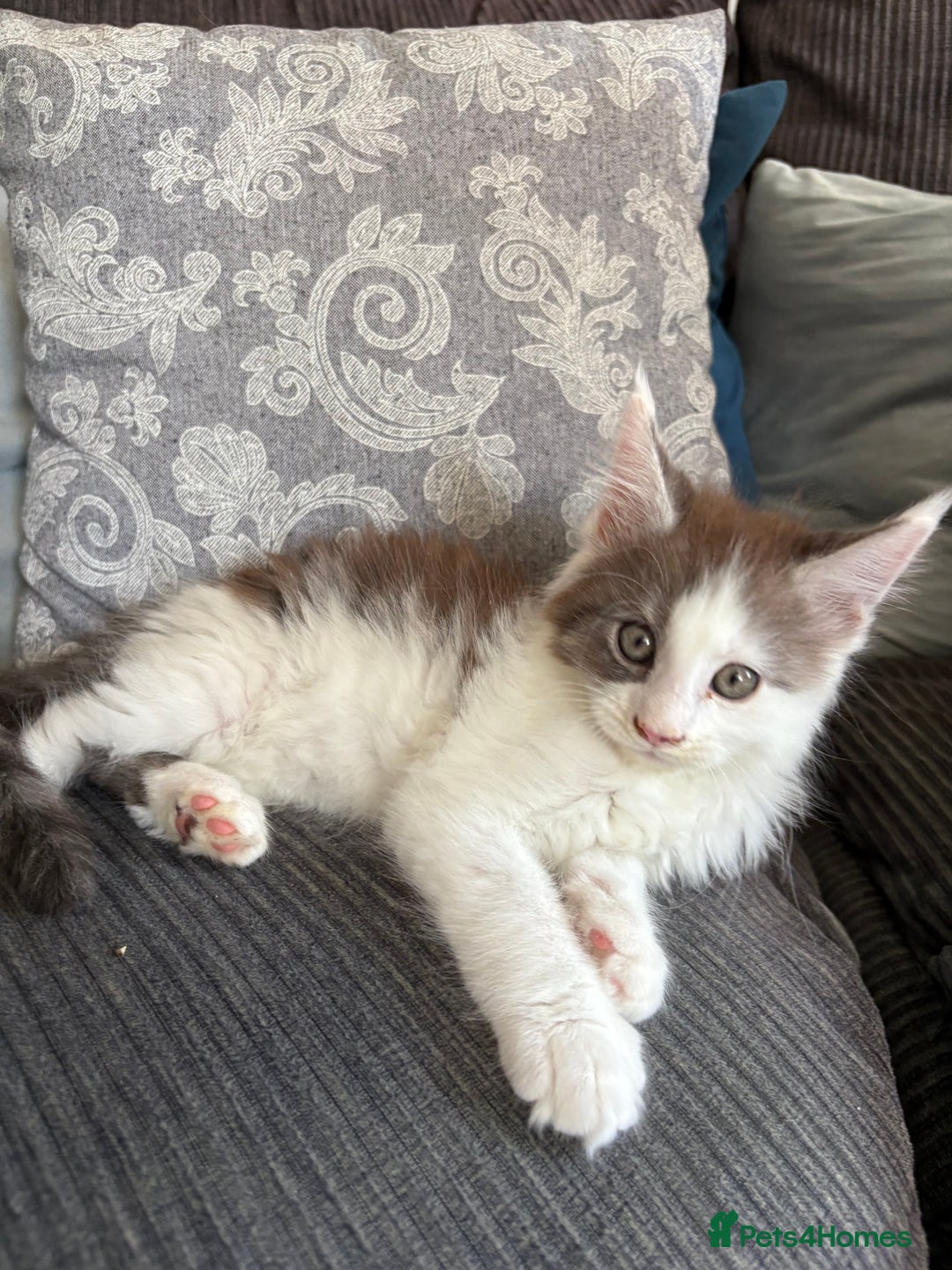 Maine Coon cats for sale: Last 2 Beautiful mc boys ready now  - Image 6