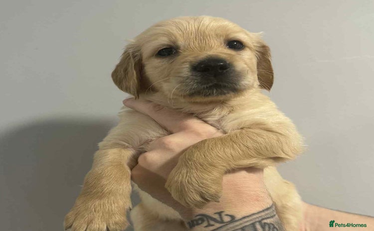Golden Retriever dogs - Advert 2