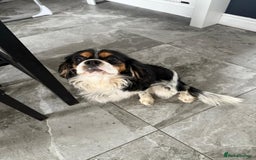 Cavalier King Charles Spaniel dogs for sale: Cavalier King charles - Image 2