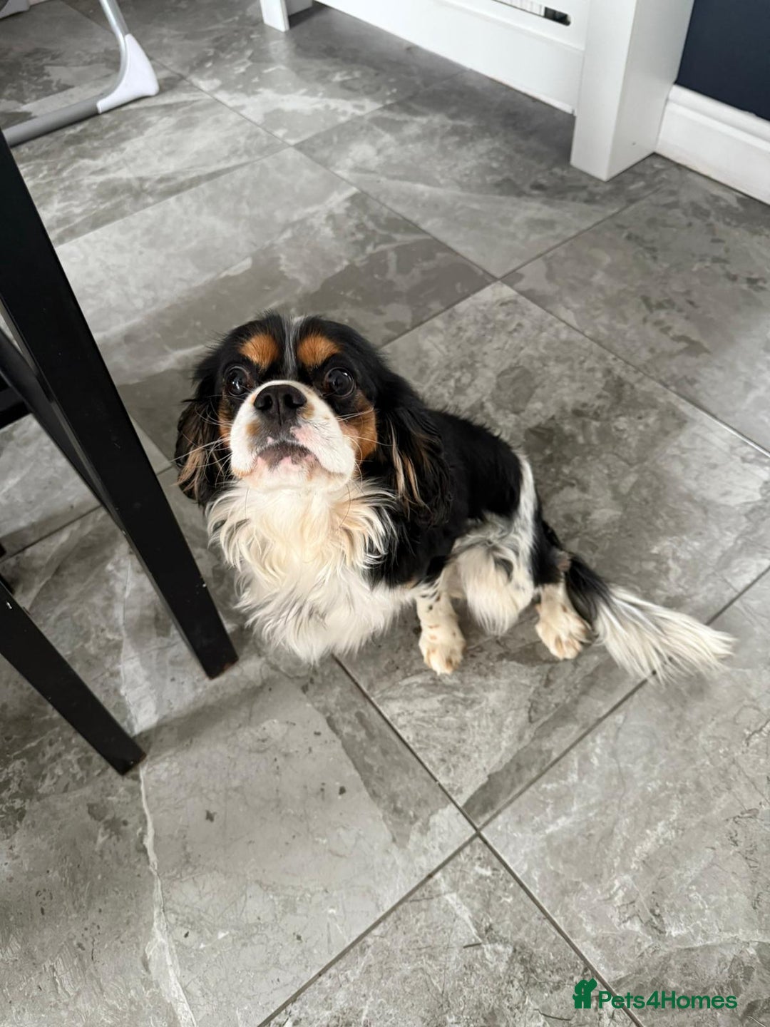 Cavalier King Charles Spaniel dogs for sale: Cavalier King charles - Image 2