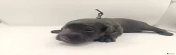 Schnoodle dogs for sale: Exceptional F1 Blue Schnoodle Puppies  - Advert 5
