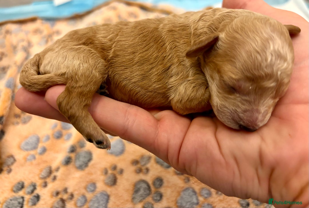 Miniature Poodle dogs for sale: **All Reserved** Stunning Deep Red Mini Poodle - Advert 35