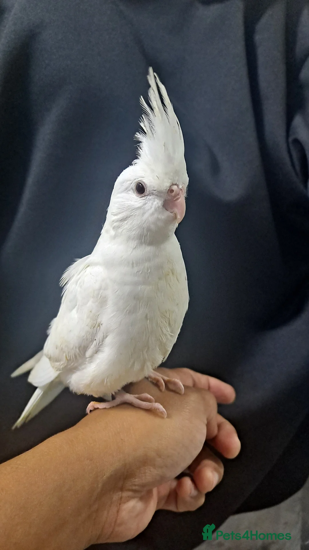 Cockatiels birds for sale: Hand tamed cockatiels for sale  - Advert 1