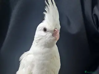 Cockatiels birds Hand tamed cockatiels for sale - Advert 1