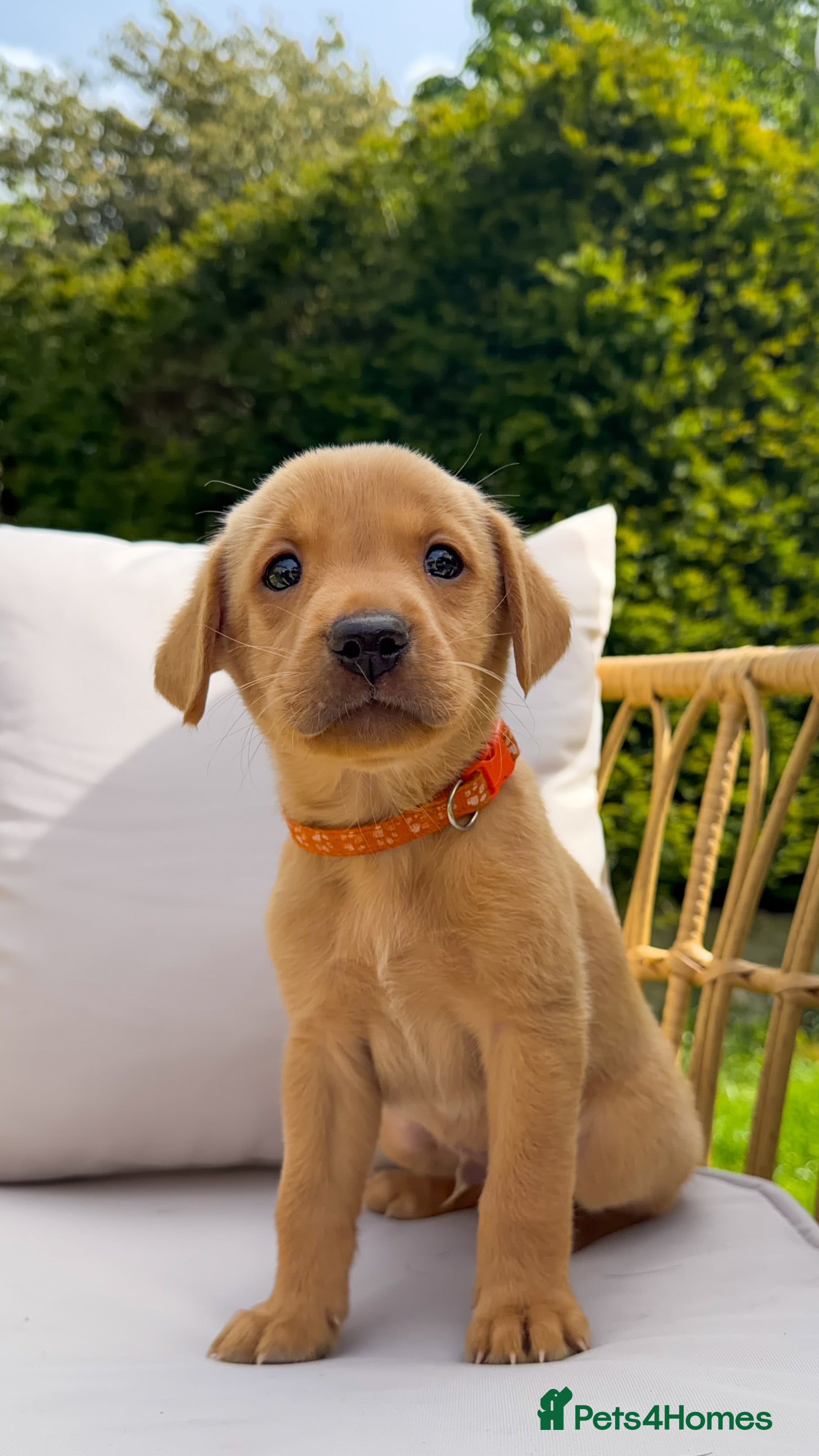 Labrador Retriever Puppy 2