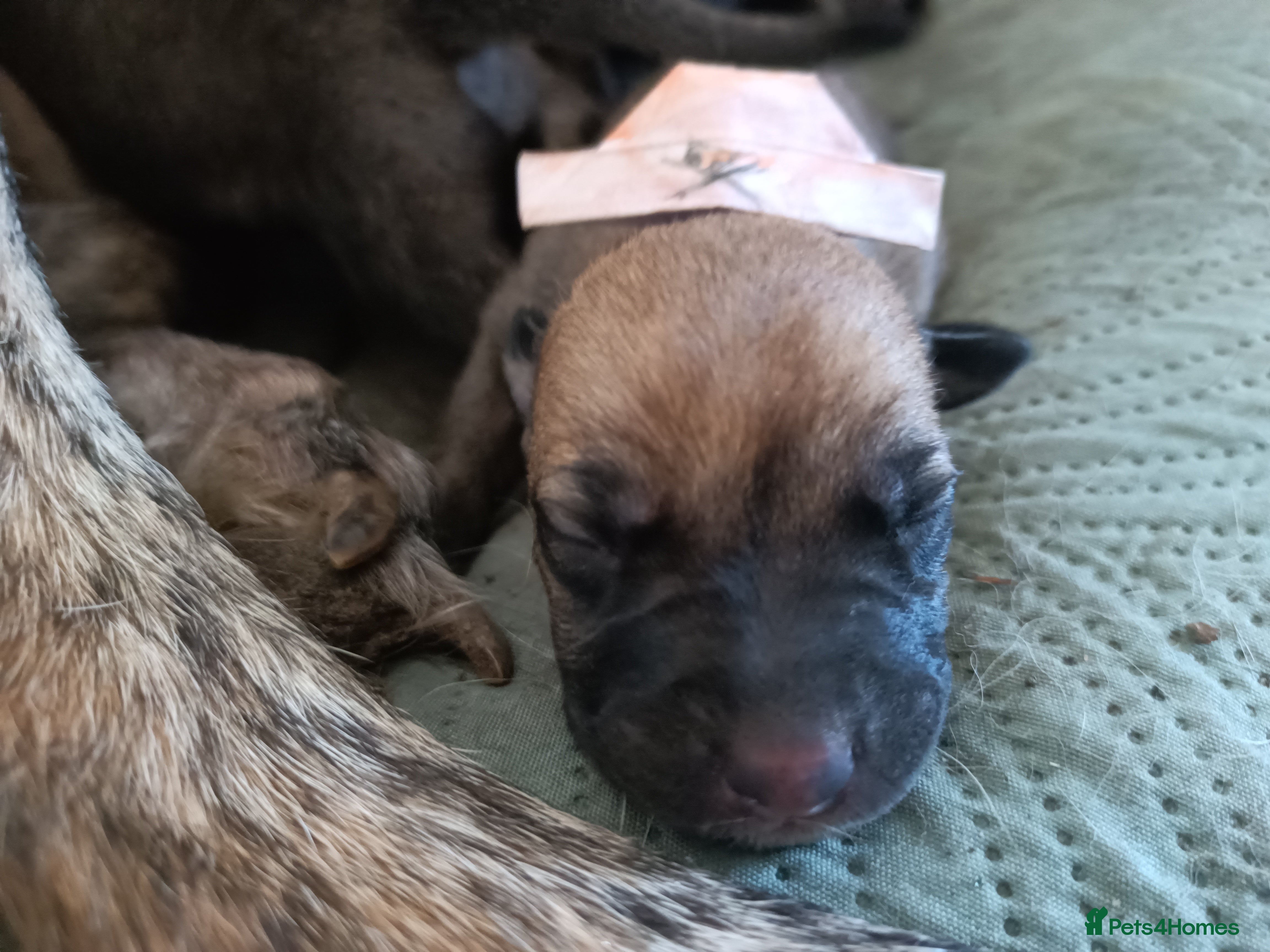 Lurcher dogs for sale: 10 Outstanding Lurcher Puppies in Conwy - Advert 7