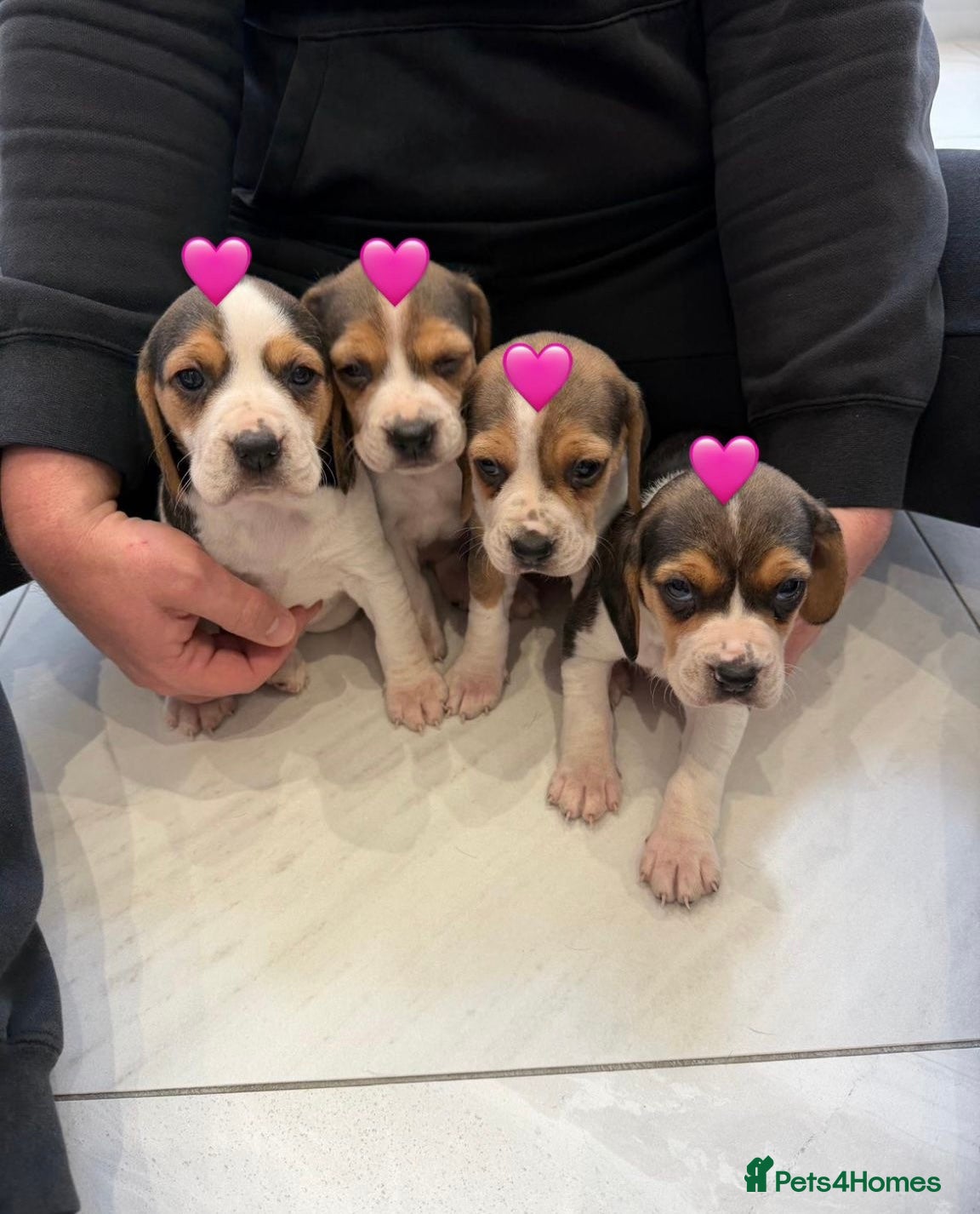 Beagle dogs Beagle puppies looking for their forever home - Advert 2