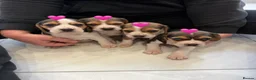 Beagle dogs for sale: Beagle puppies looking for their forever home - Advert 2