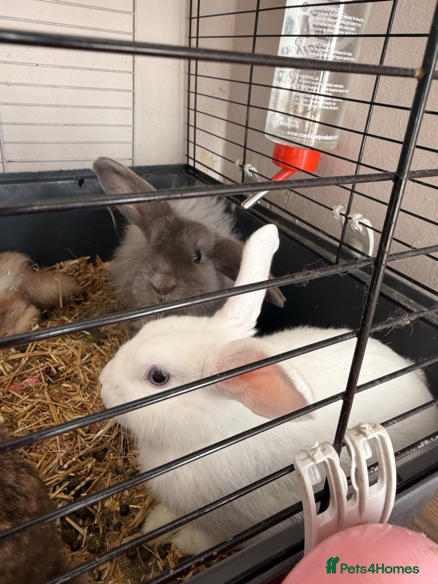 Mixed Breed rabbits Rabbits for sale  - Advert 22