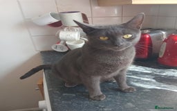 British Shorthair cats for sale: Blue Russian Mix  - Image 2