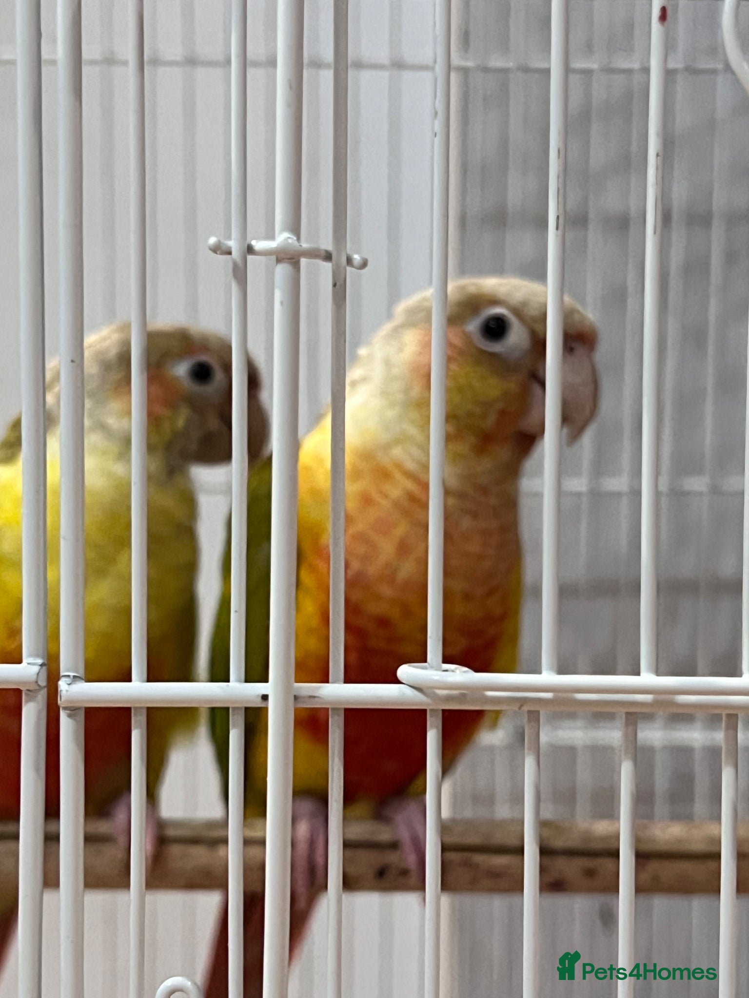 Parrots birds for sale: Male and Female Parrot for sale  - Advert 2