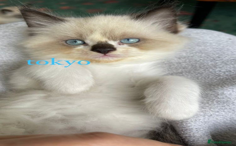 Ragdoll cats - Advert 1