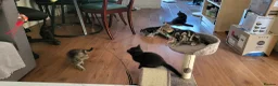 Mixed Breed cats for sale: Cute playful 5 kittens - Advert 14