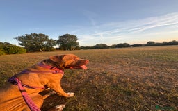 Mixed Breed dogs for sale: Nala  - Image 7