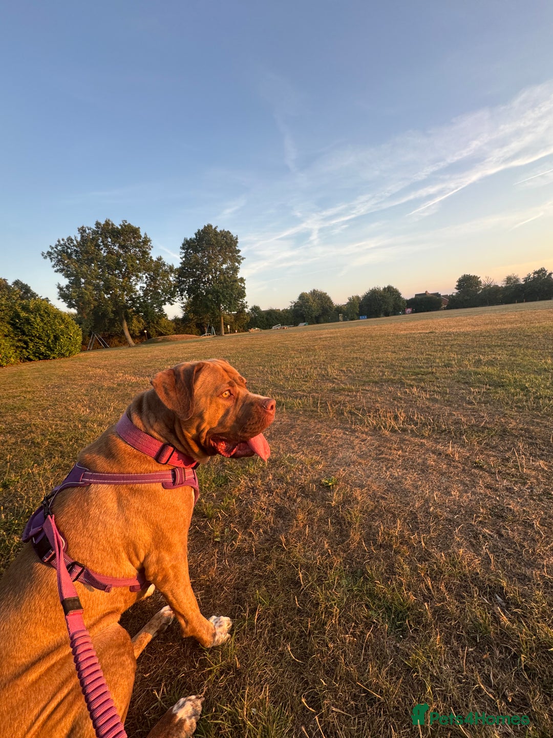 Mixed Breed dogs for sale: Nala  - Image 7