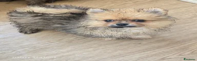 Pomeranian 2