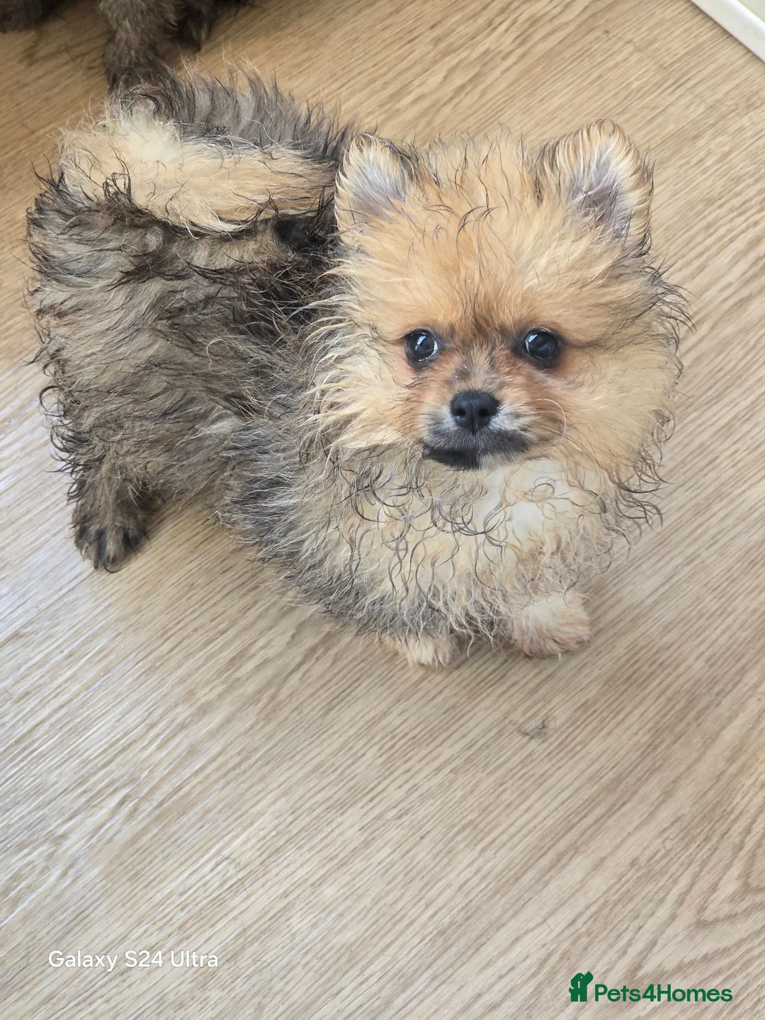 Pomeranian dogs for sale: Beautiful merle carrying girl poms - Advert 2