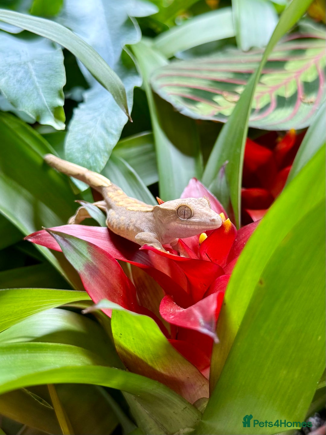 Lizard reptiles for sale: Mixture of Crested Geckos - Image 8
